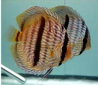 Wild Discus 10cm - Real Aquatics