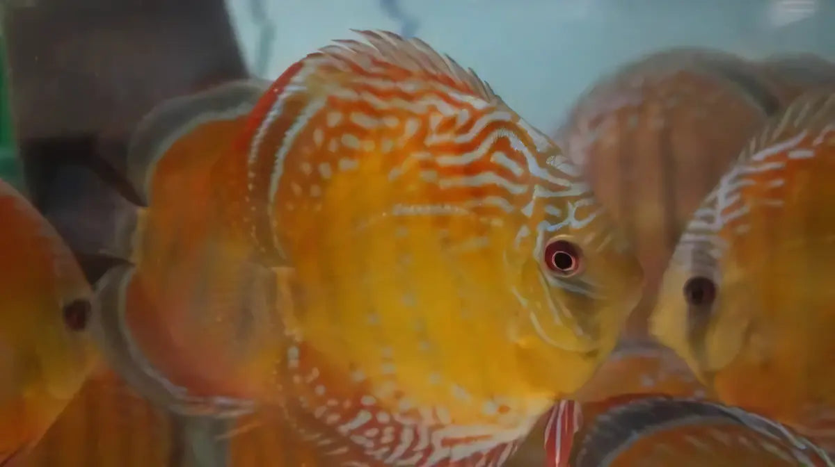 Wild Discus 10cm - Real Aquatics