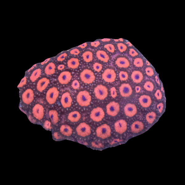 Wild Red Goniopora Hard Coral - Real Aquatics