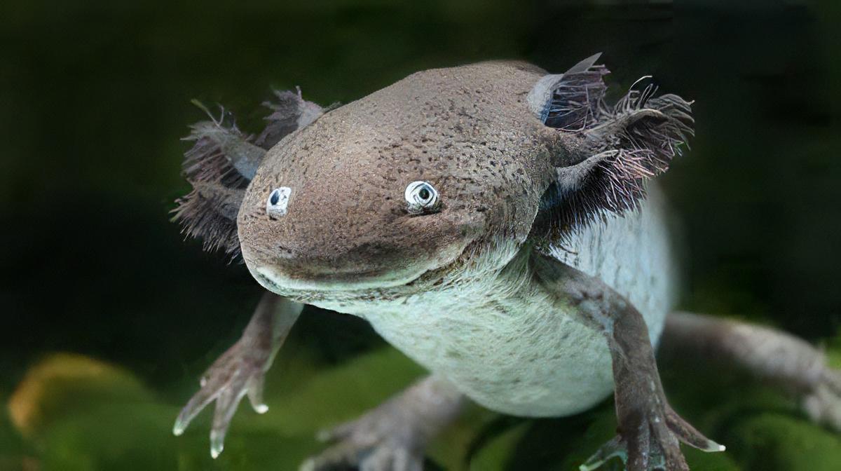Brown Wild Coloured Black Eye Axolotl Ambystoma Mexicanum