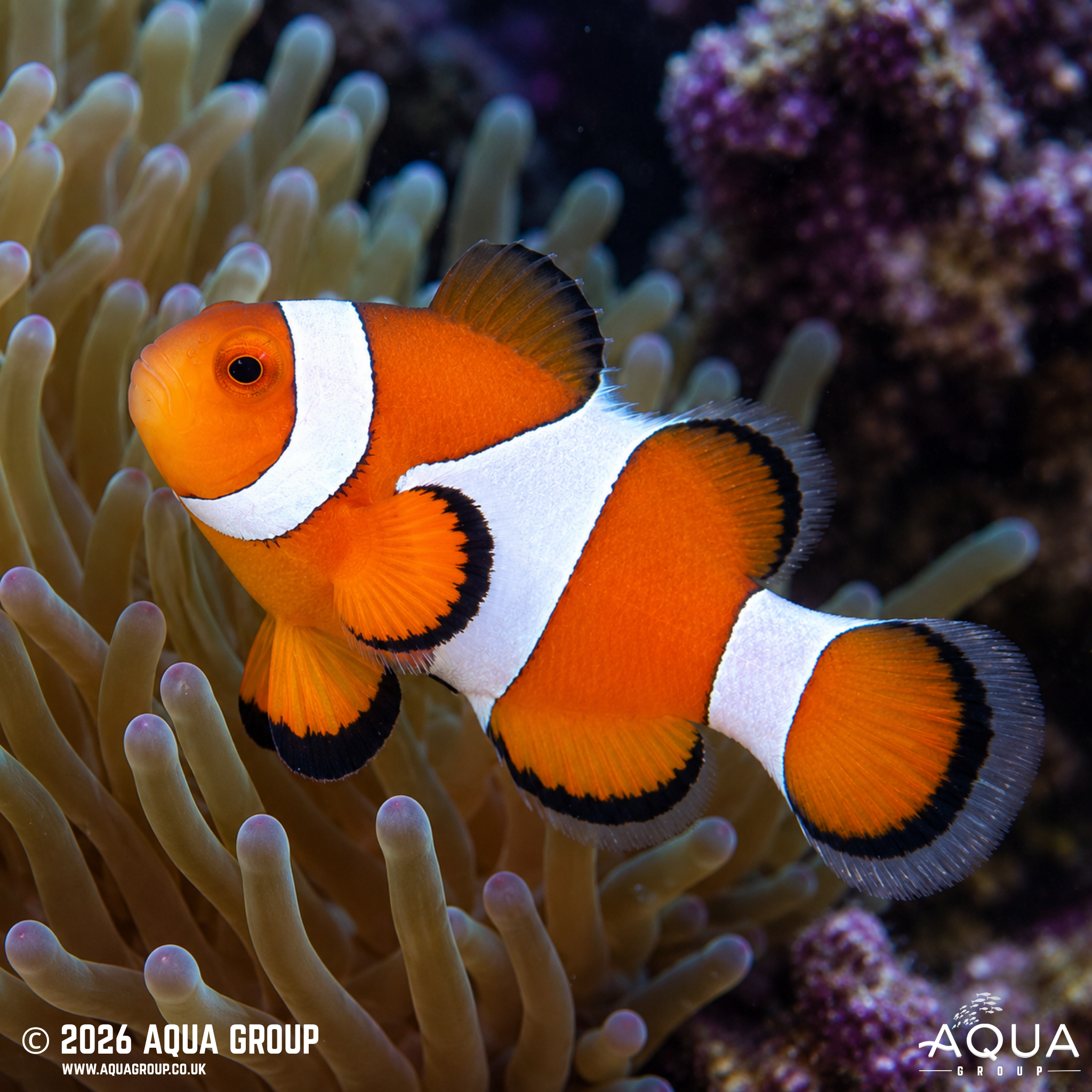 Wild Percula Clownfish (Amphiprion percula)