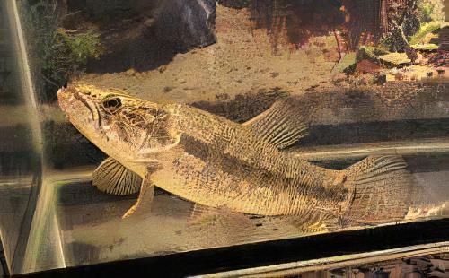 Wolf Fish Hoplias Malabaricus 8cm - Real Aquatics