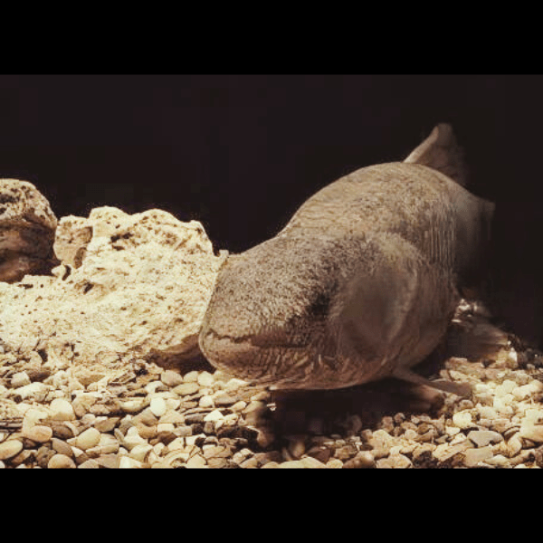 Wolf Fish Hoplias Malabaricus 8cm - Real Aquatics