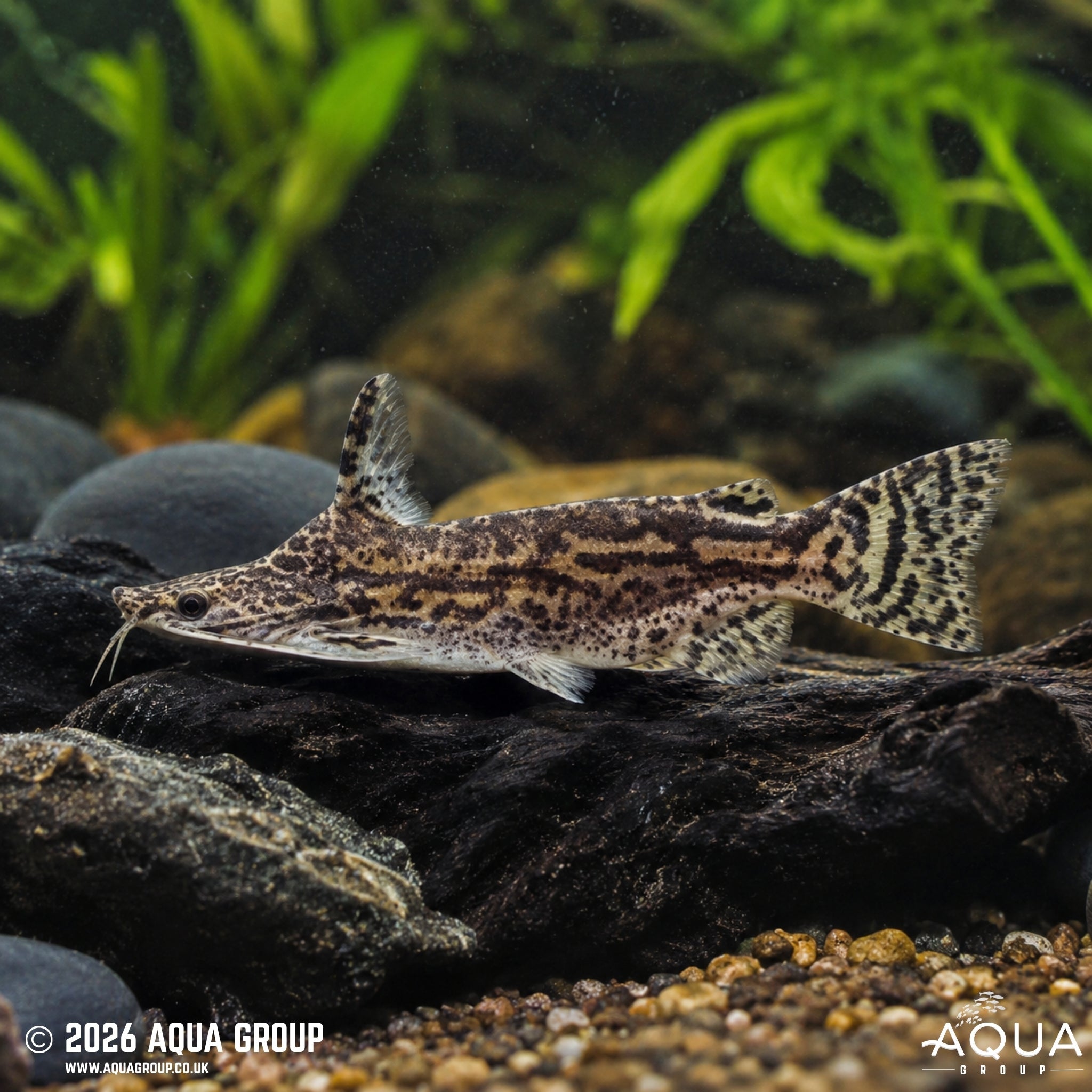 Wood Catfish (Trachelyopterus insignis)