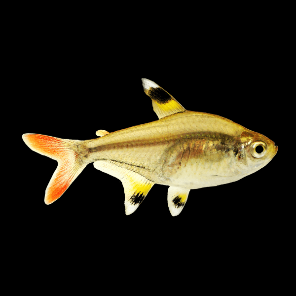 X-Ray Tetra Pristella Maxillaris 2cm - Real Aquatics