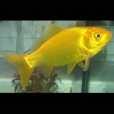 XL Goldfish Lemon Yellow Carassius Auratus 20cm - Real Aquatics