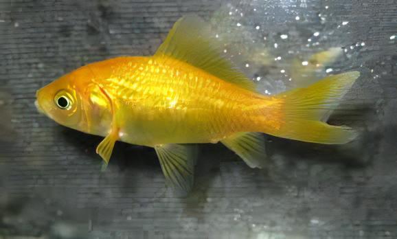 XL Goldfish Lemon Yellow Carassius Auratus 20cm - Real Aquatics
