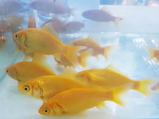 XL Goldfish Lemon Yellow Carassius Auratus 20cm - Real Aquatics