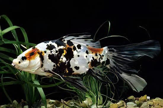 XL Goldfish Shubunkin Carassius Auratus 20cm - Real Aquatics