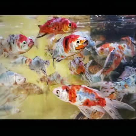 XL Goldfish Shubunkin Carassius Auratus 20cm - Real Aquatics