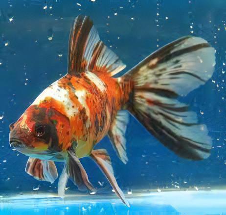 XL Goldfish Shubunkin Carassius Auratus 20cm - Real Aquatics