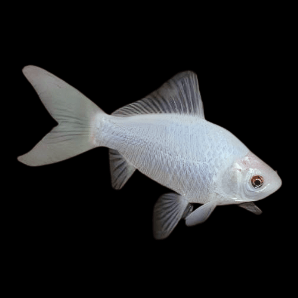 XL Goldfish White Carassius Auratus 20cm - Real Aquatics