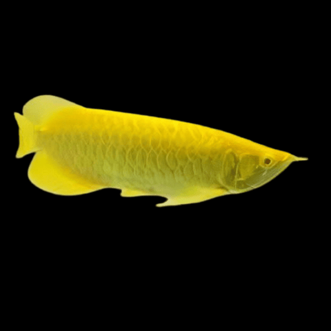 Asian Arowana