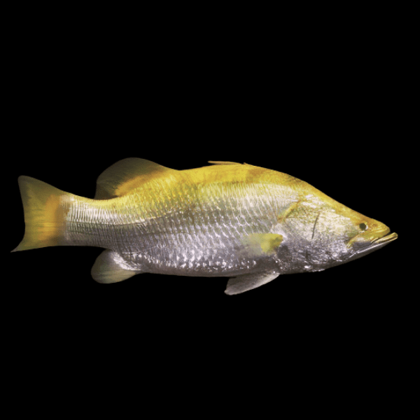 Xanthic Golden Barramundi Grouper Lates Calcarifer 30cm - Real Aquatics
