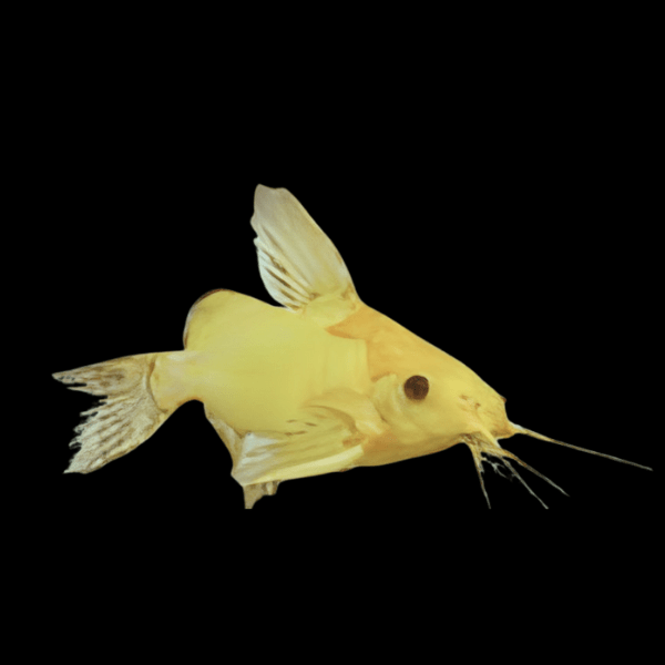 Xanthic Golden Catfish Synodontis Nigrita 3cm - Real Aquatics