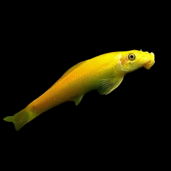 Xanthic Golden Sucking Loach Gyrinocheilus Aymonieri 10cm - Real Aquatics
