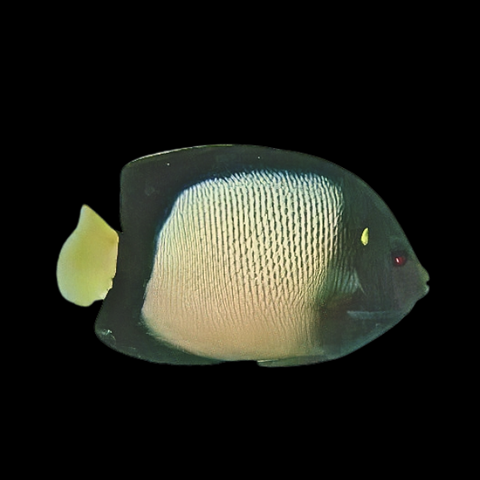 Marine Angelfish