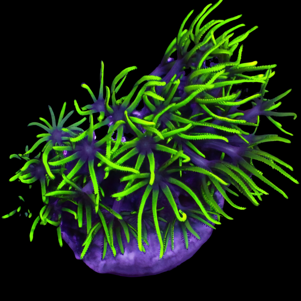 Xenia Star Coral Polyp Pachyclavularia Violacea - Real Aquatics