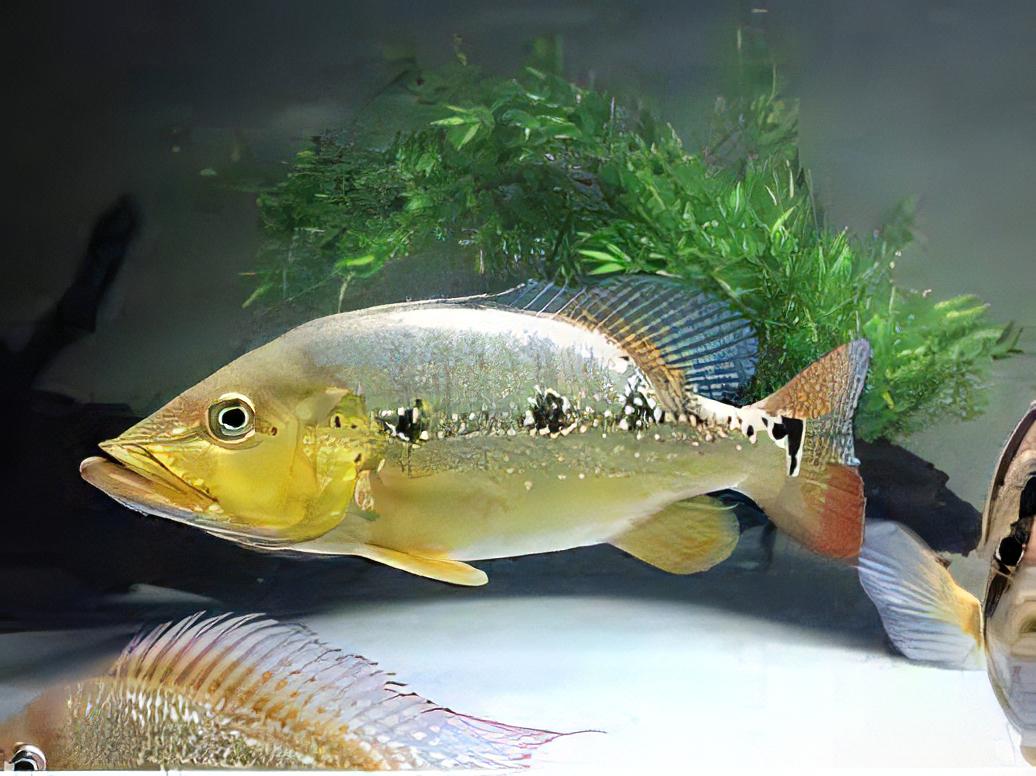 Xingu Peacock Bass - Real Aquatics