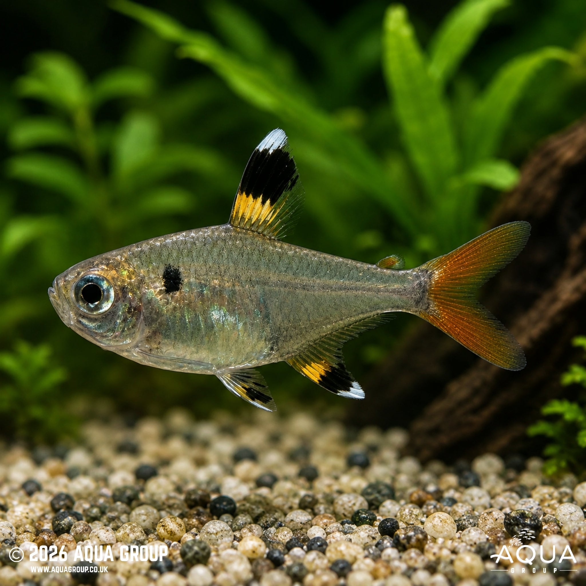 X-Ray Tetra (Pristella maxillaris)
