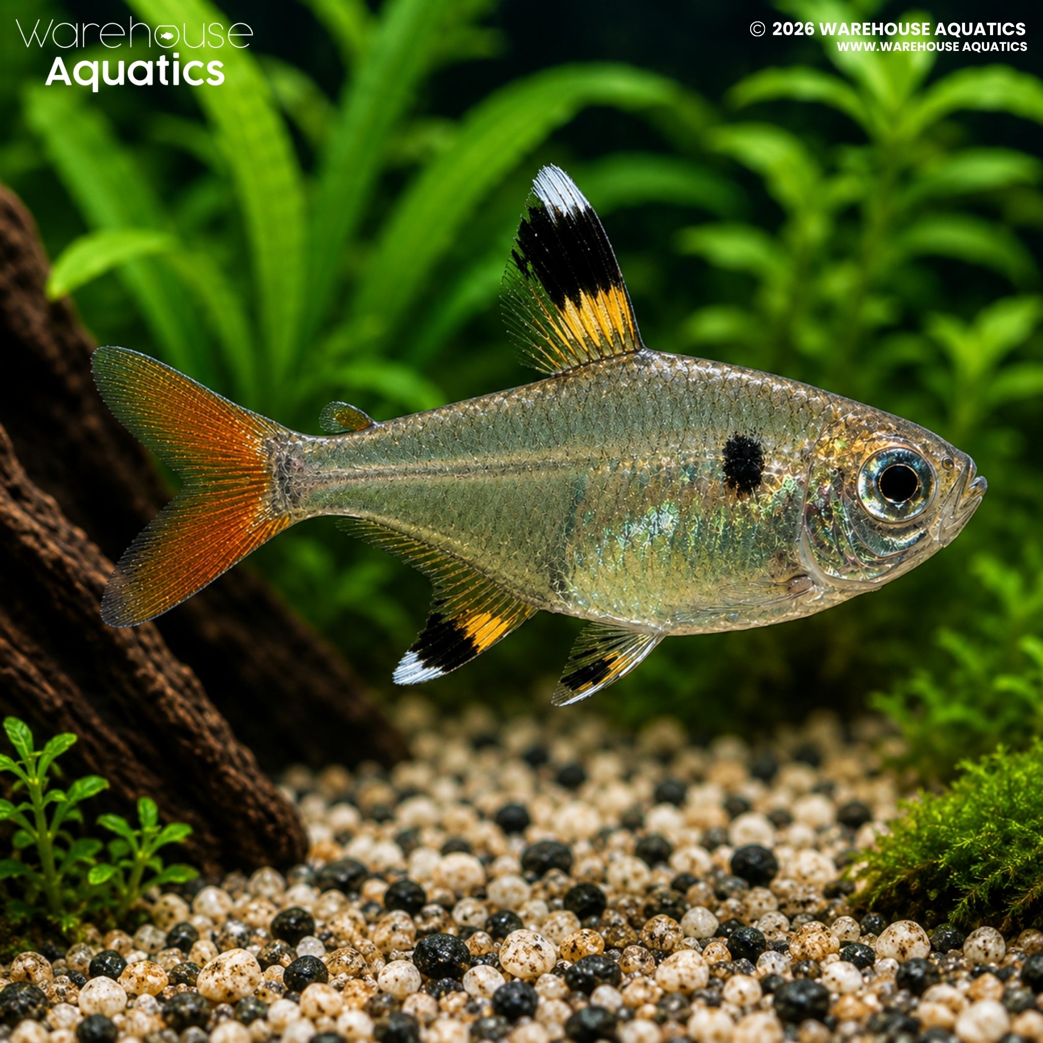 X-Ray Tetra (Pristella maxillaris)