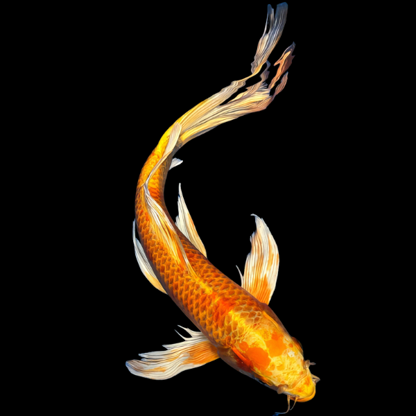 Yamabuki Butterfly Japanese Koi Carp Cyprinus Carpio - Real Aquatics