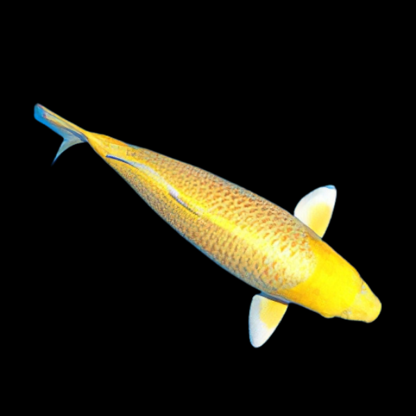 Yamabuki Classic Koi Carp Cyprinus Carpio - Real Aquatics