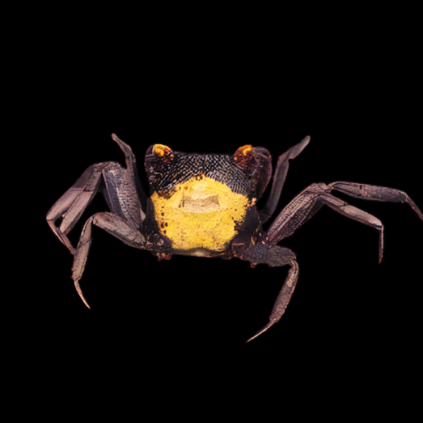 Yellow Back Vampire Crab Geosesarma Sp 3cm - Real Aquatics