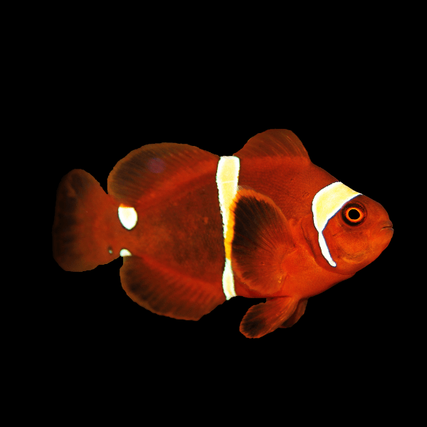 Yellow Band Maroon Clownfish Premnas Biaculeatus - Real Aquatics