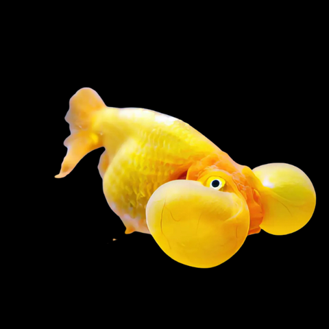 Bubble Eye Goldfish