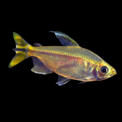 African Tetra