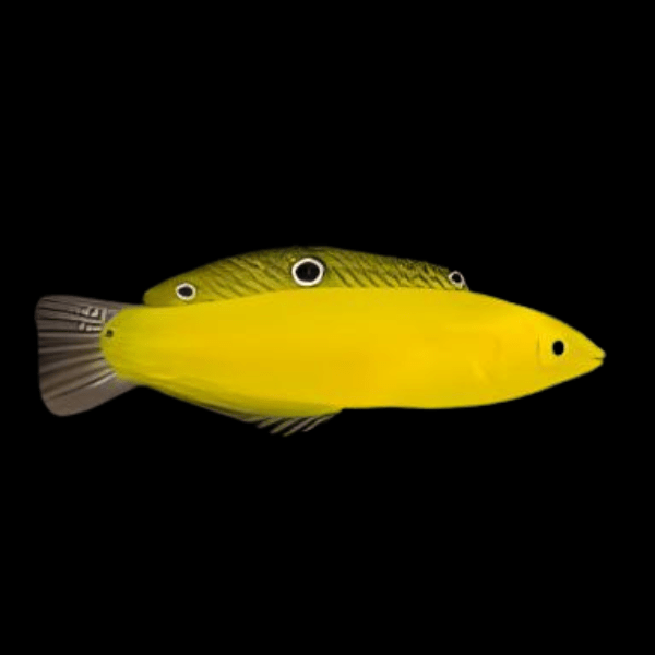 Yellow Coris Wrasse Halichoeres Chrysus - Real Aquatics