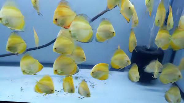 Yellow Crystal Discus - Real Aquatics