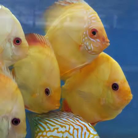 Yellow Crystal Discus - Real Aquatics