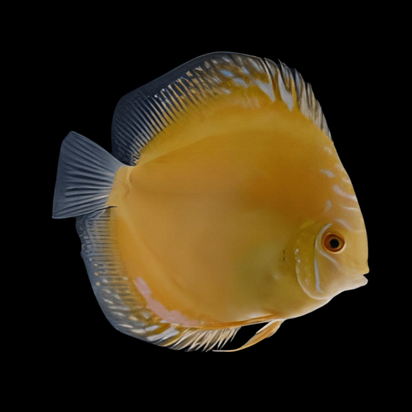 Yellow Crystal Discus - Real Aquatics