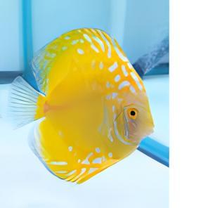 Yellow Crystal Discus - Real Aquatics