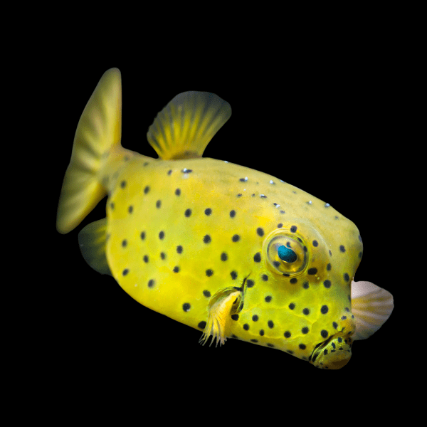 Yellow Cubicus Boxfish Ostracion Cubicus - Real Aquatics
