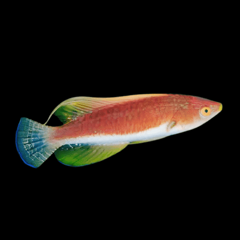 Marine Fairy Wrasse