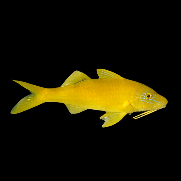 Yellow Goat Fish Parupeneus Cyclostomus - Real Aquatics