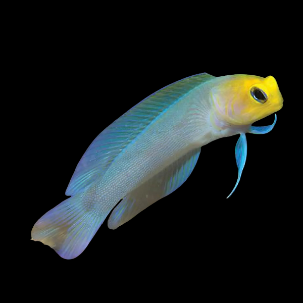 Yellow Head Jawfish Opistognathus Aurifrons - Real Aquatics