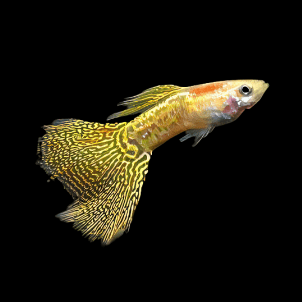 Yellow King Cobra Male Guppy Poecilia Reticulata 3cm - Real Aquatics