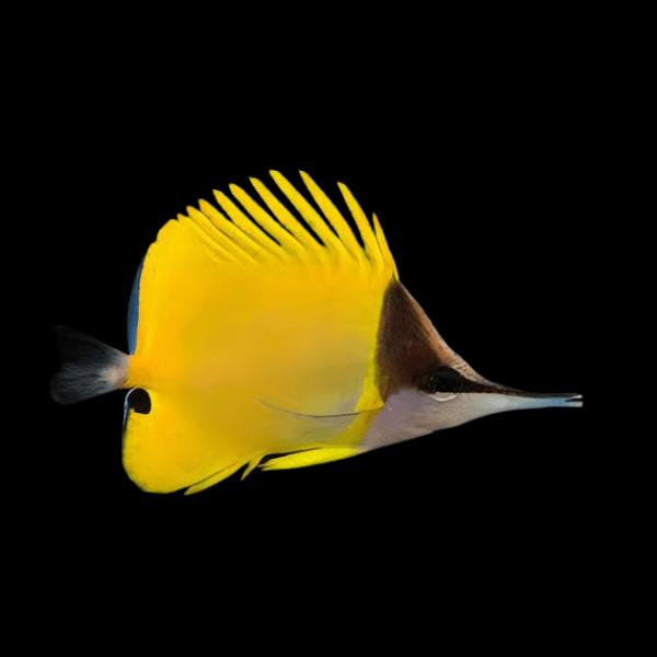 Yellow Long Nose Butterfly Fish Forcipiger Flavissimus - Real Aquatics