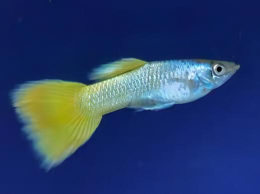Yellow Metallic Male Guppy Poecilia Reticulata 3cm - Real Aquatics