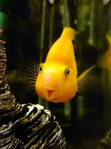 Yellow Parrot Fish Hybrid Amphilophus Citrinellus Vieja melanurus 5cm - Real Aquatics