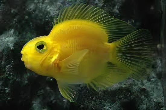 Yellow Parrot Fish Hybrid Amphilophus Citrinellus Vieja melanurus 5cm - Real Aquatics