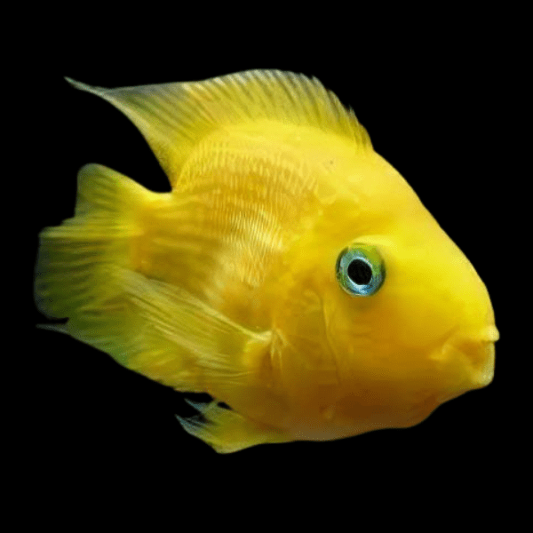 Yellow Parrot Fish Hybrid Amphilophus Citrinellus Vieja melanurus 5cm