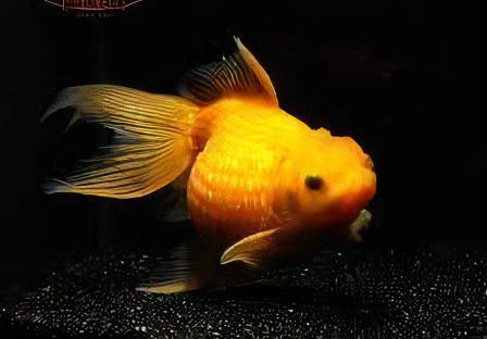 Yellow Pearlscale Goldfish Carassius Auratus - Real Aquatics