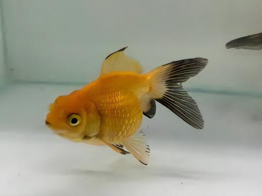 Yellow Pearlscale Goldfish Carassius Auratus - Real Aquatics