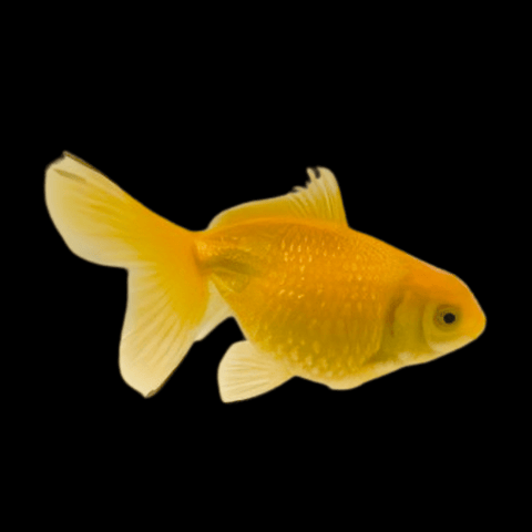 Pearlscale Goldfish
