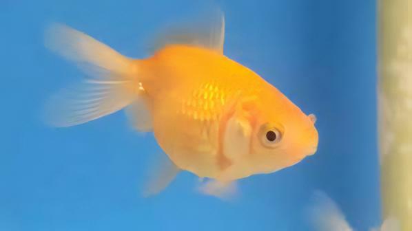 Yellow Pearlscale Goldfish Carassius Auratus - Real Aquatics